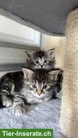 Süsse Katzenbabys, Weibchen + Kater suchen Zuhause