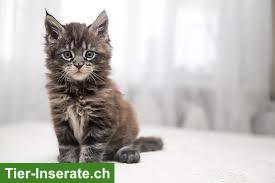 Bild 2: Süsse Katzenbabys (Maine Coon Mix) suchen Zuhause
