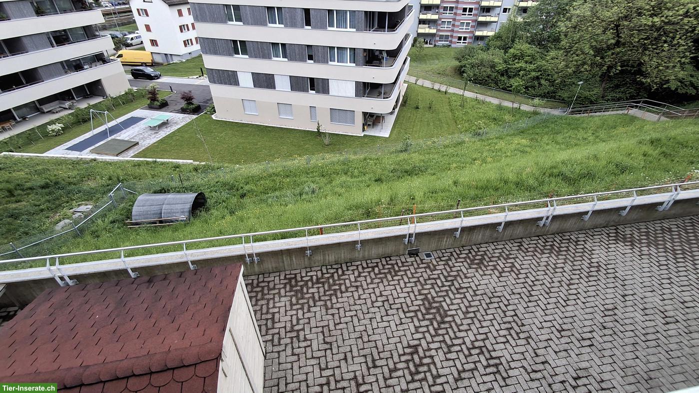 Schafe gesucht für GRATIS Weideland in Gossau SG