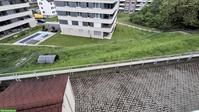 Schafe gesucht für GRATIS Weideland in Gossau SG
