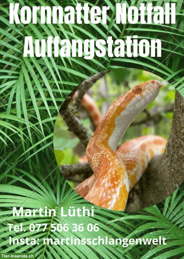 Handzahme Kornnattern aus Auffangstation