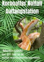 Handzahme Kornnattern aus Auffangstation