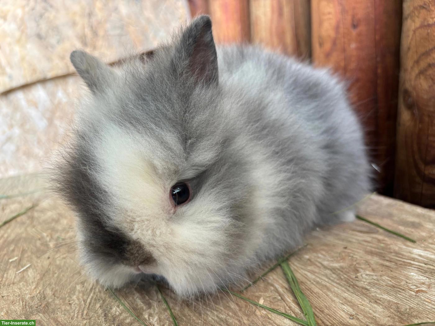 Junge Löwenkopf Kaninchen zu verkaufen