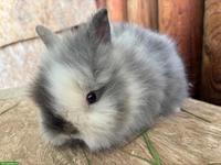 Junge Löwenkopf Kaninchen zu verkaufen