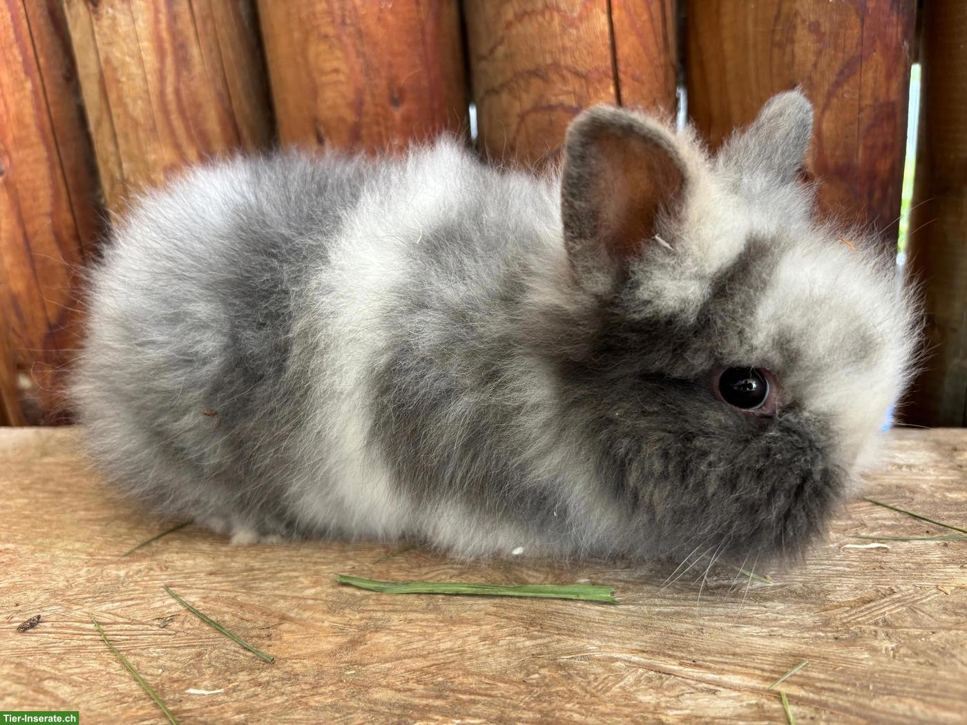 Bild 3: Junge Löwenkopf Kaninchen zu verkaufen