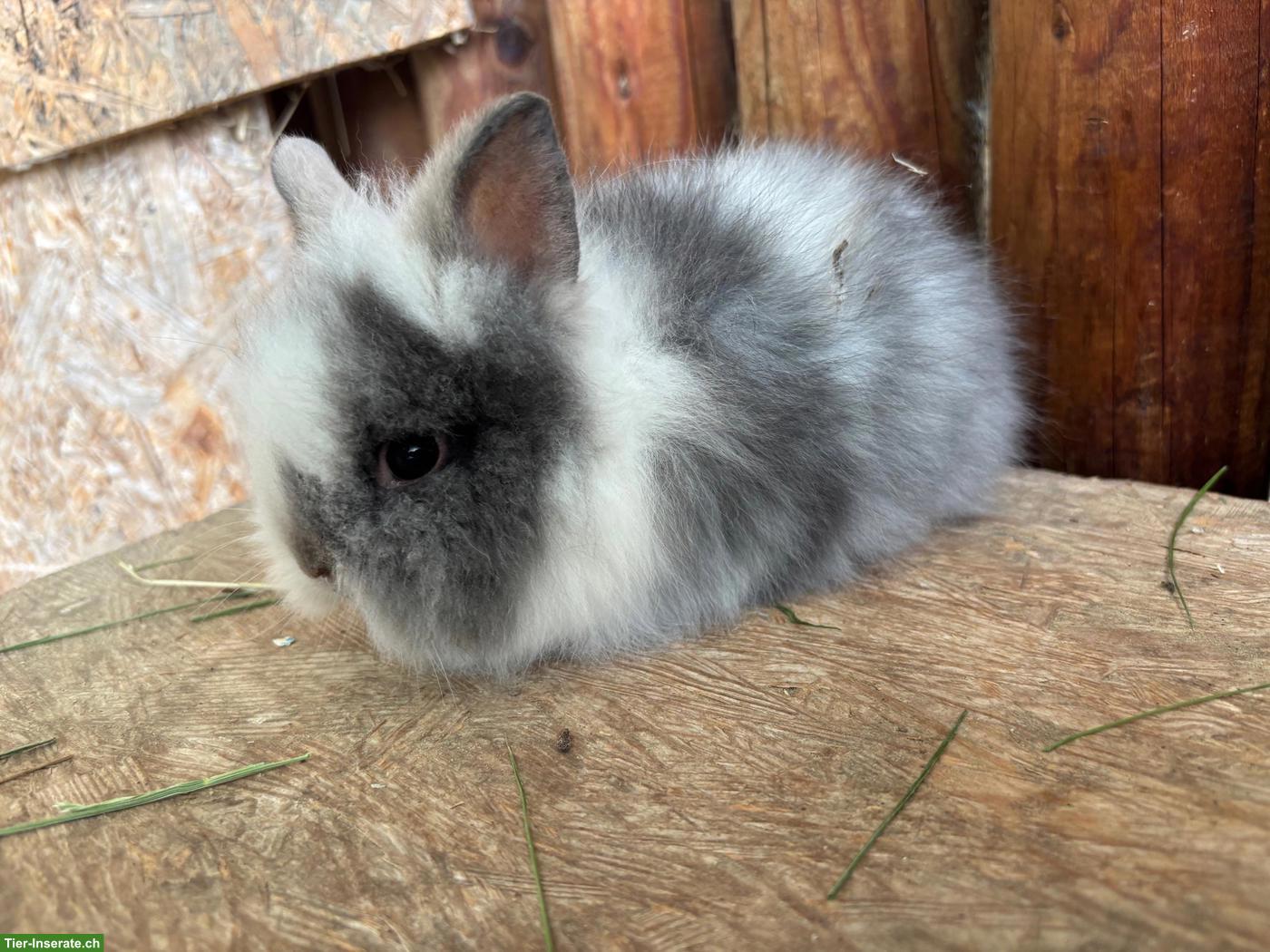 Bild 4: Junge Löwenkopf Kaninchen zu verkaufen