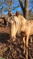 Hübsche Morgan Horse Stute
