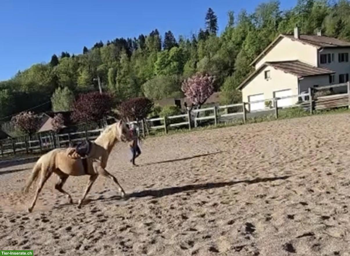 Bild 3: Hübsche Morgan Horse Stute