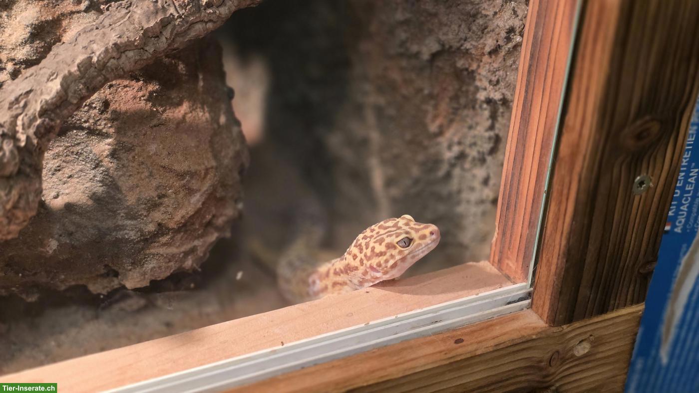 Leopardgecko mit grossem Terrarium-Komplettset