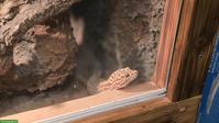 Leopardgecko mit grossem Terrarium-Komplettset