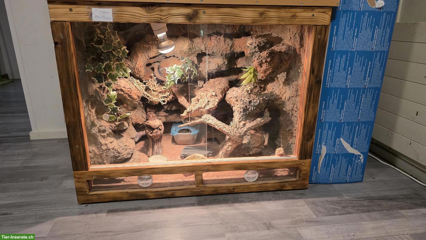 Bild 2: Leopardgecko mit grossem Terrarium-Komplettset
