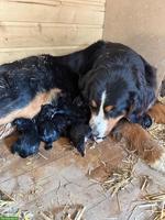 Reinrassige Berner Sennenhund Welpen ohne Stammbaum