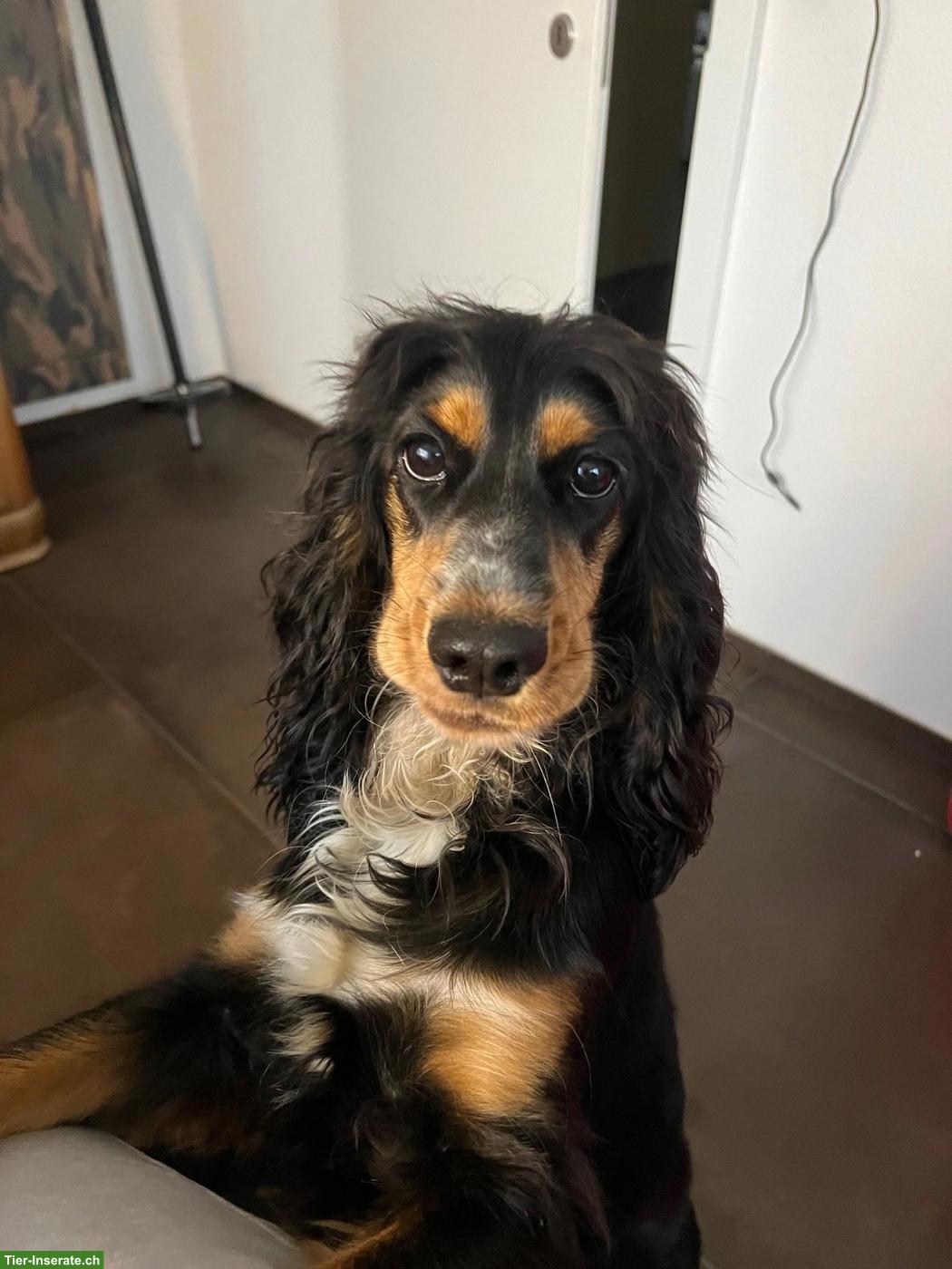 Bild 3: Cockapoo Welpe (Rüde) sucht Zuhause