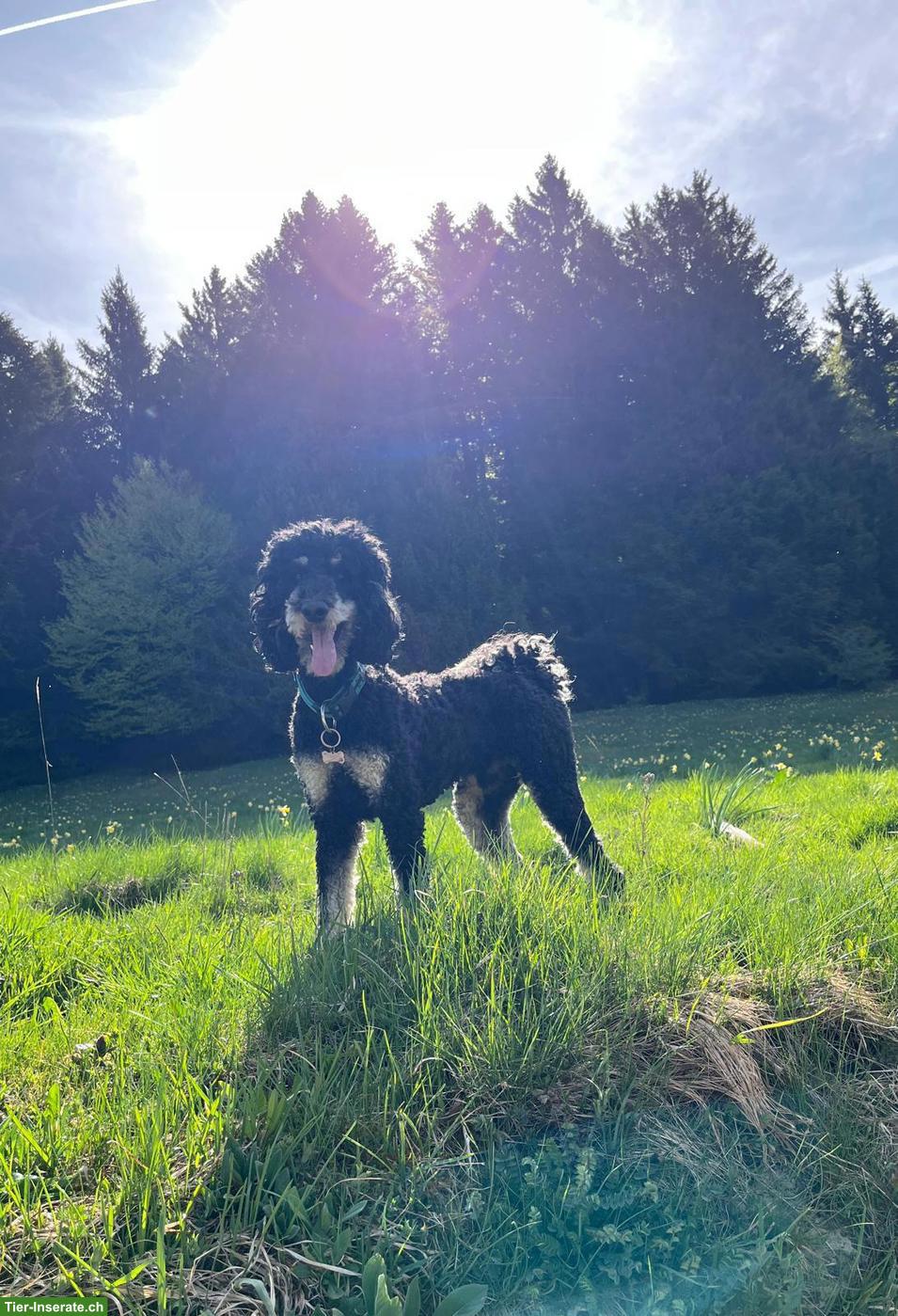 Bild 4: Cockapoo Welpe (Rüde) sucht Zuhause