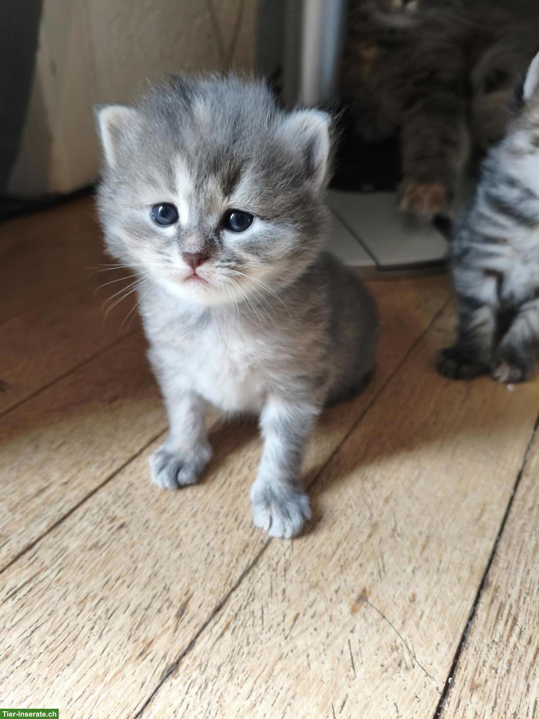 Sibirische Blue Torbie Kitten sucht liebevolles Zuhause
