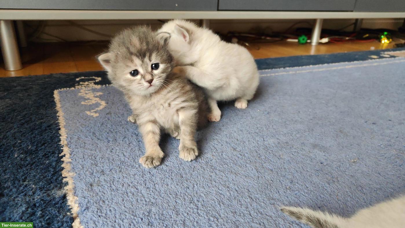 Bild 2: Sibirische Blue Torbie Kitten sucht liebevolles Zuhause