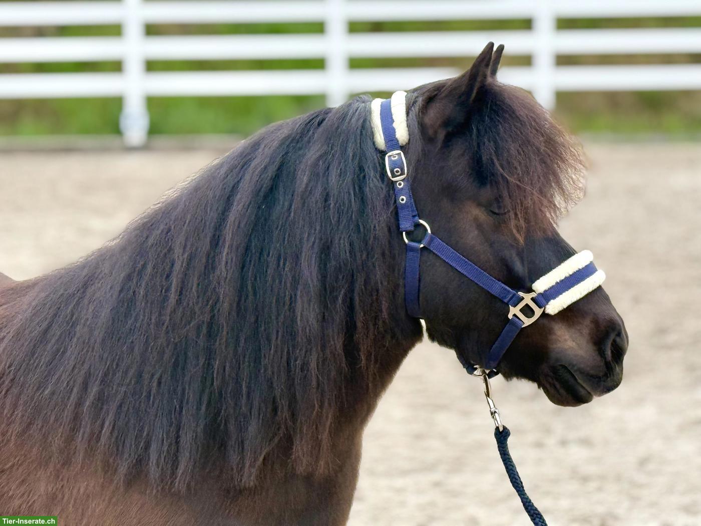 Original Shetlandpony Stute, 107cm, 10-jährig