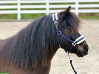Original Shetlandpony Stute, 107cm, 10-jährig