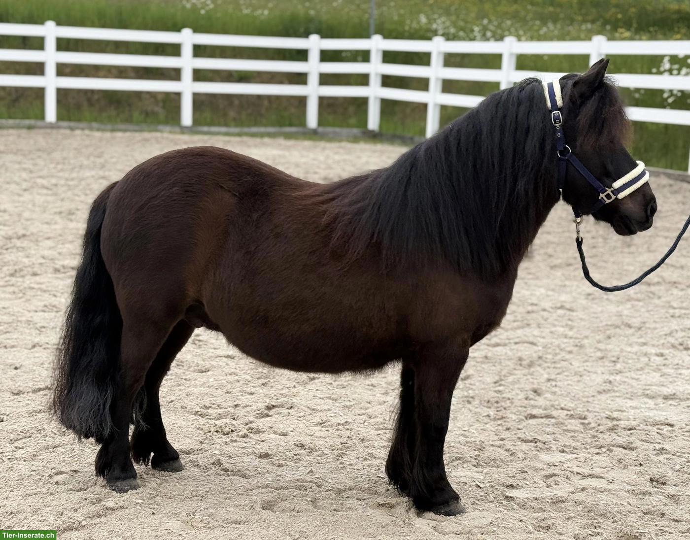 Bild 2: Original Shetlandpony Stute, 107cm, 10-jährig
