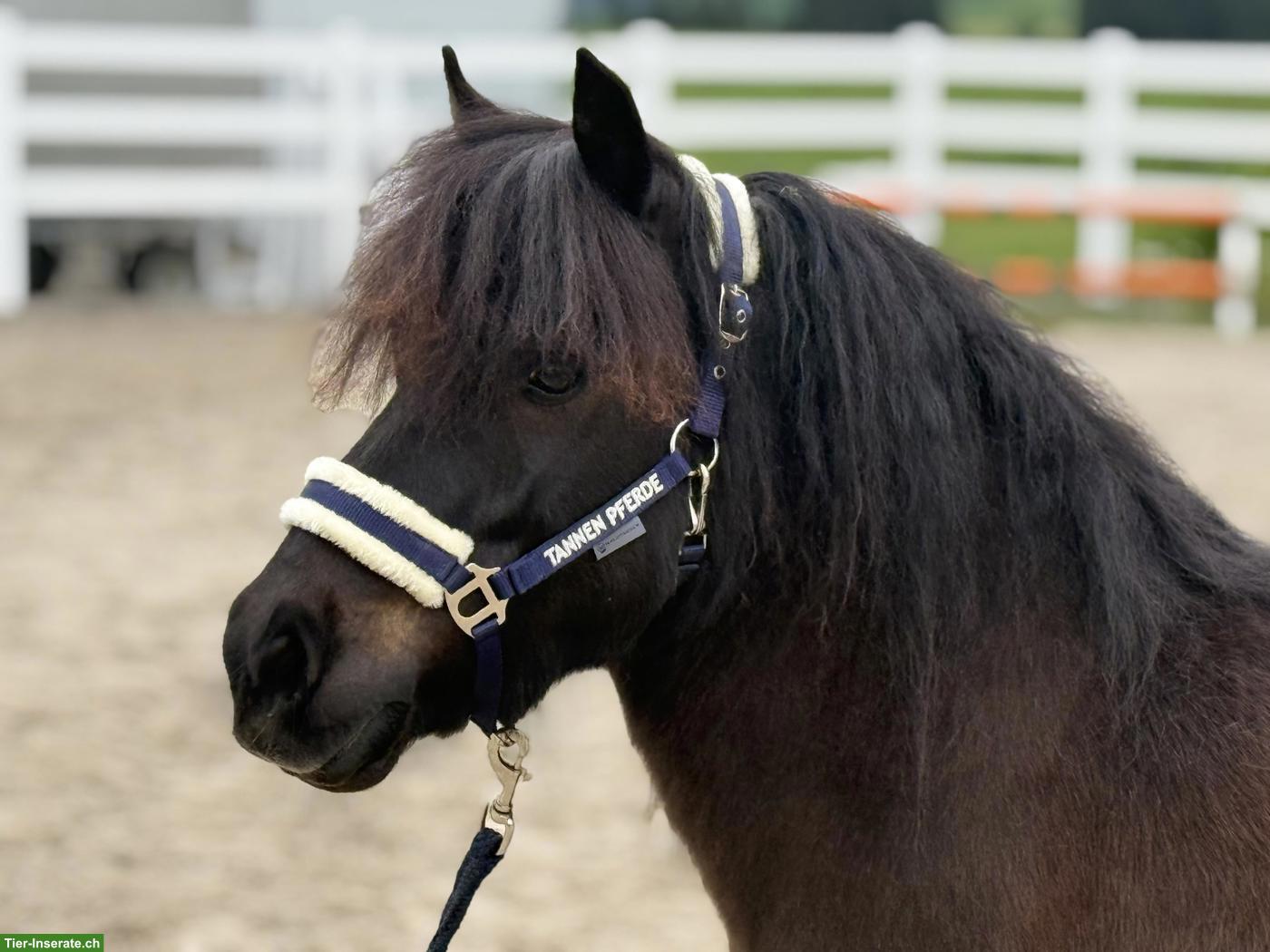 Bild 3: Original Shetlandpony Stute, 107cm, 10-jährig