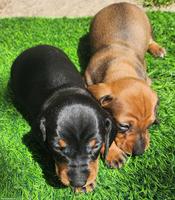 Zwergdackel Welpen, Rüde rot & Hündin black and tan