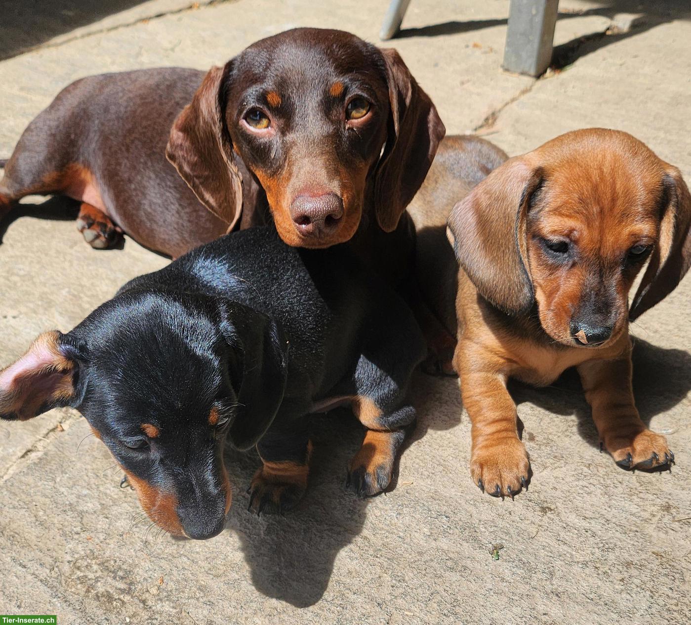 Bild 2: Zwergdackel Welpen, Rüde rot & Hündin black and tan
