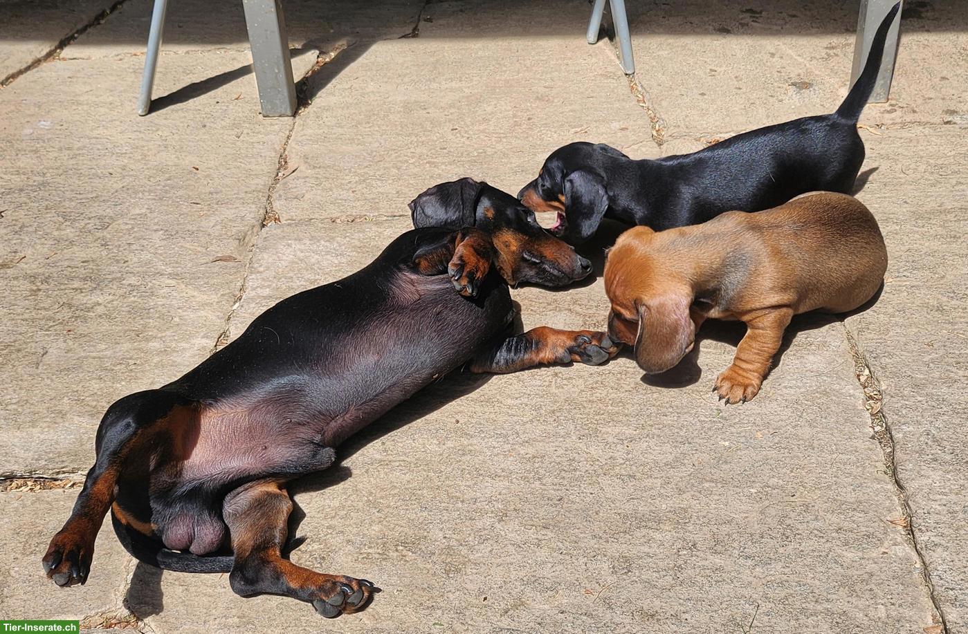 Bild 3: Zwergdackel Welpen, Rüde rot & Hündin black and tan