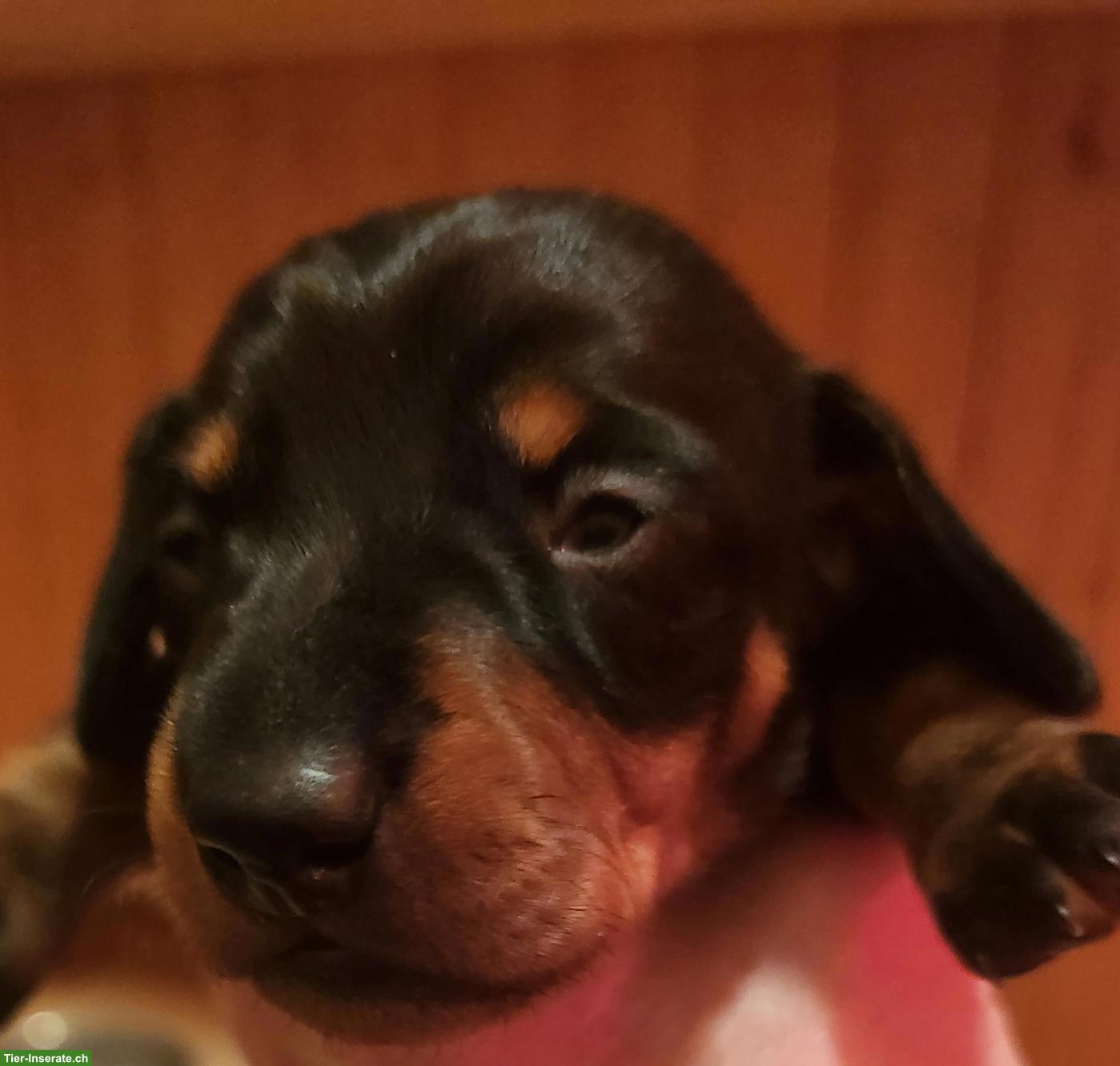 Bild 4: Zwergdackel Welpen, Rüde rot & Hündin black and tan