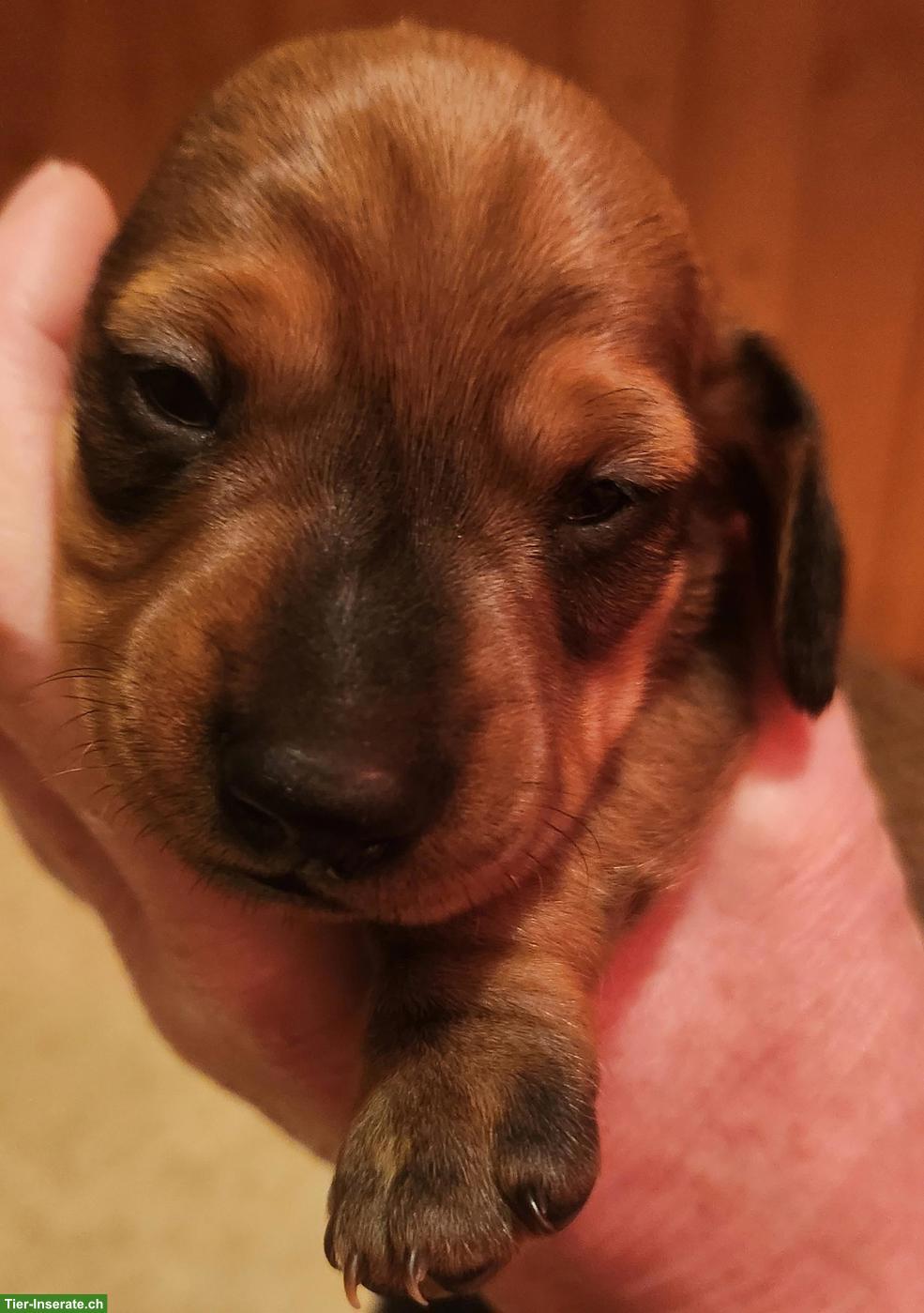 Bild 5: Zwergdackel Welpen, Rüde rot & Hündin black and tan