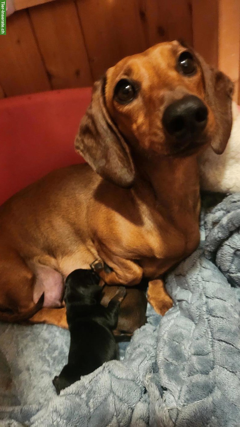 Bild 8: Zwergdackel Welpen, Rüde rot & Hündin black and tan