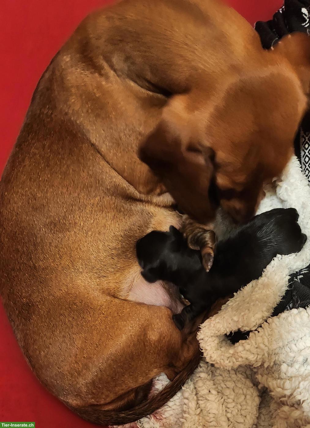 Bild 9: Zwergdackel Welpen, Rüde rot & Hündin black and tan