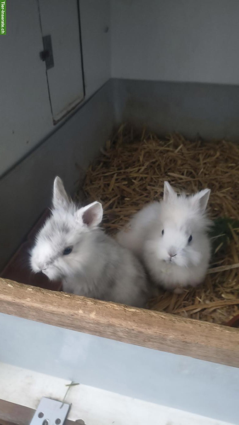 Reinrassige Löwenköpfchen Jungtiere