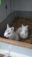 Reinrassige Löwenköpfchen Jungtiere