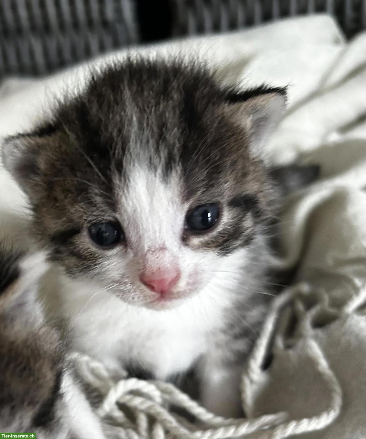 Junge Katzenbabys zu verkaufen