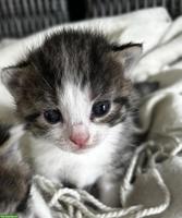 Katzenbabys zu verkaufen