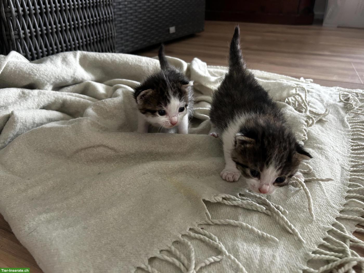 Bild 2: Junge Katzenbabys zu verkaufen