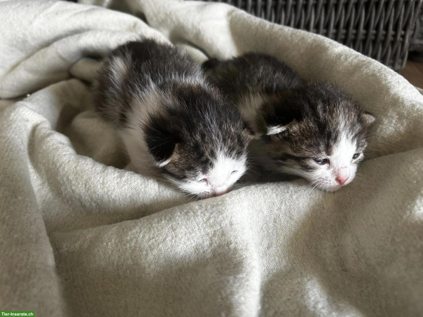 Bild 3: Junge Katzenbabys zu verkaufen