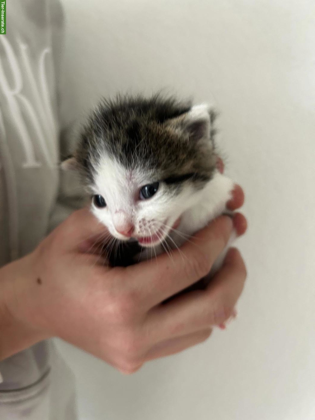 Bild 4: Junge Katzenbabys zu verkaufen