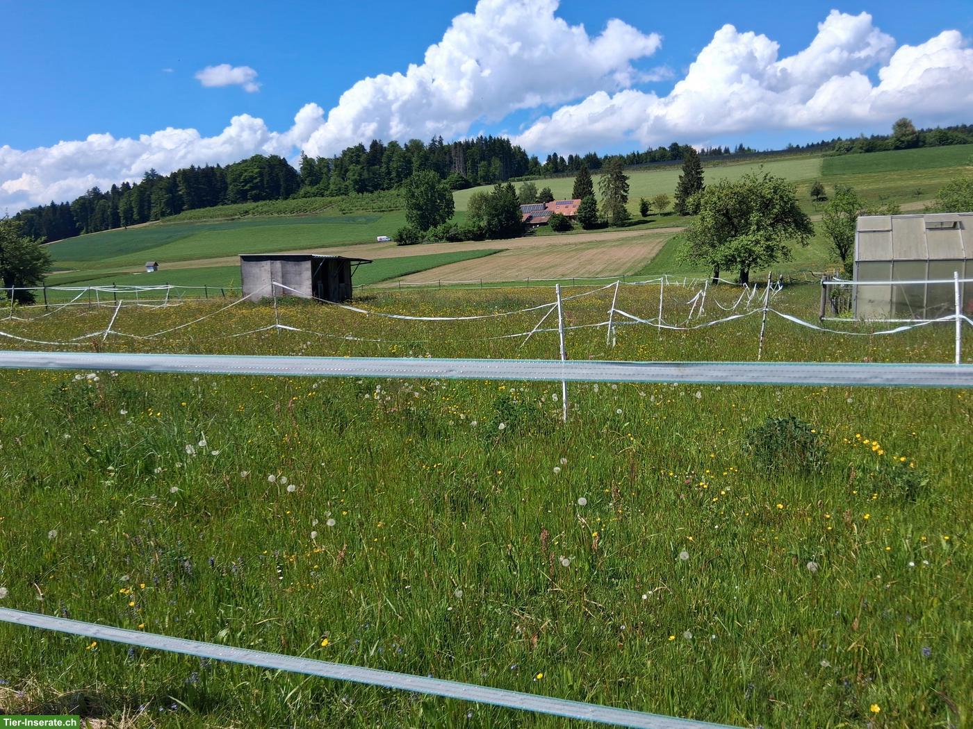Selbstversorgerstall zu vermieten im Bezirk Zofingen AG