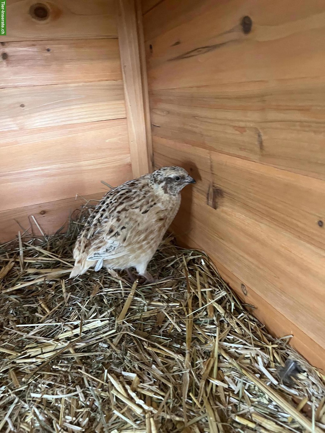 Wunderschöner junger Wachtelhahn