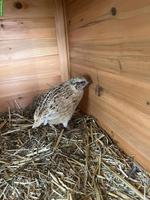 Wunderschöner junger Wachtelhahn