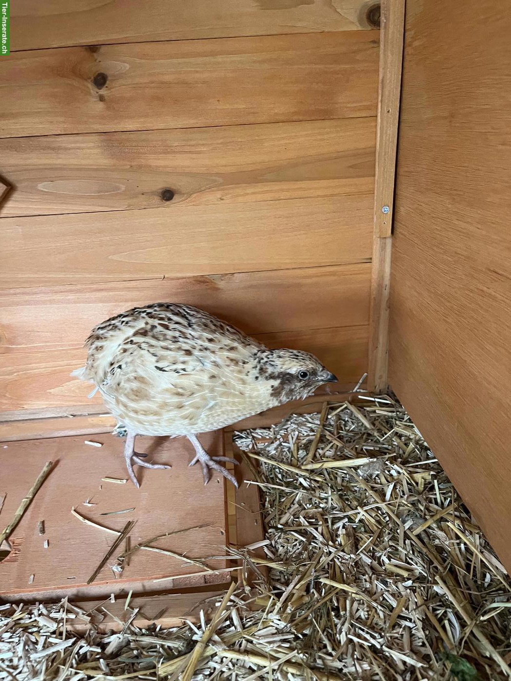 Bild 2: Wunderschöner junger Wachtelhahn