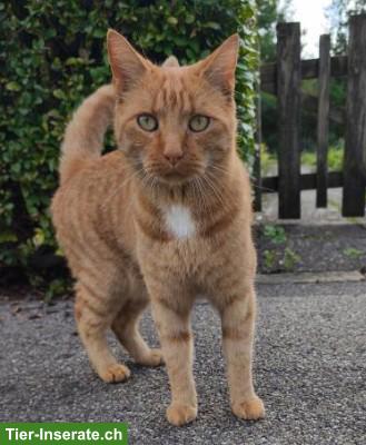 Bild 2: Kater Kylo 6-jährig sucht Zuhause mit Freigang in katzenarmer Umgebung