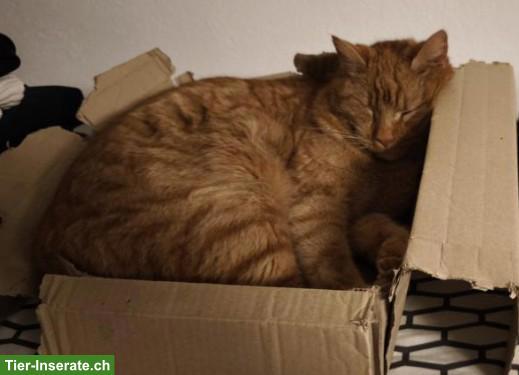 Bild 3: Kater Kylo 6-jährig sucht Zuhause mit Freigang in katzenarmer Umgebung