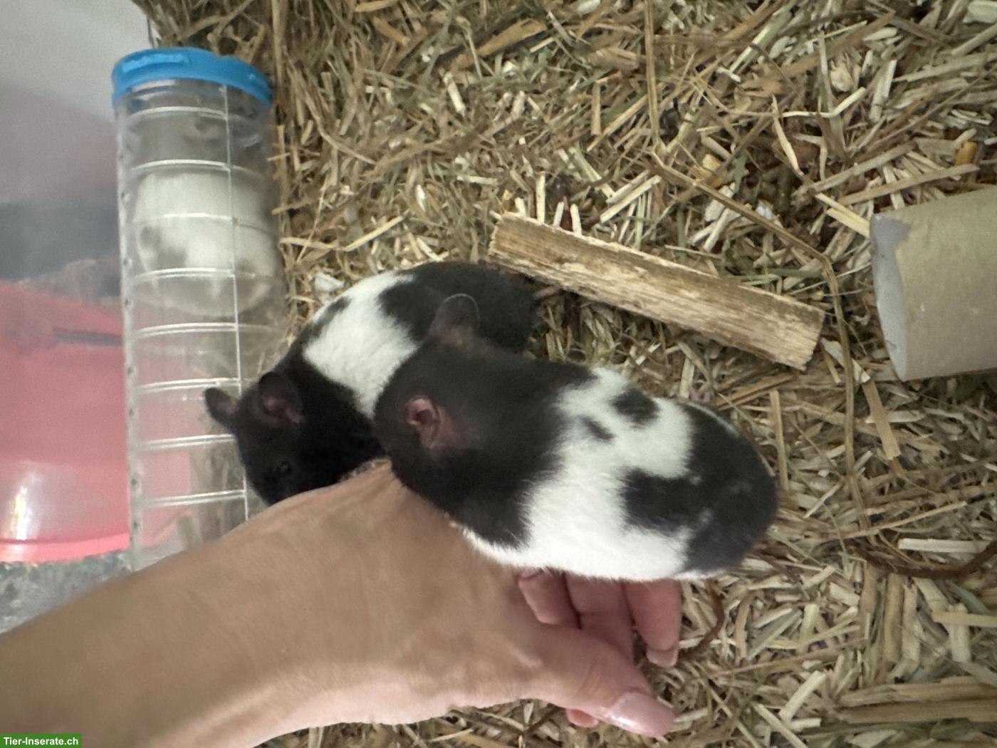 Bild 2: Teddyhamster Jungtiere ab Juni abzugeben