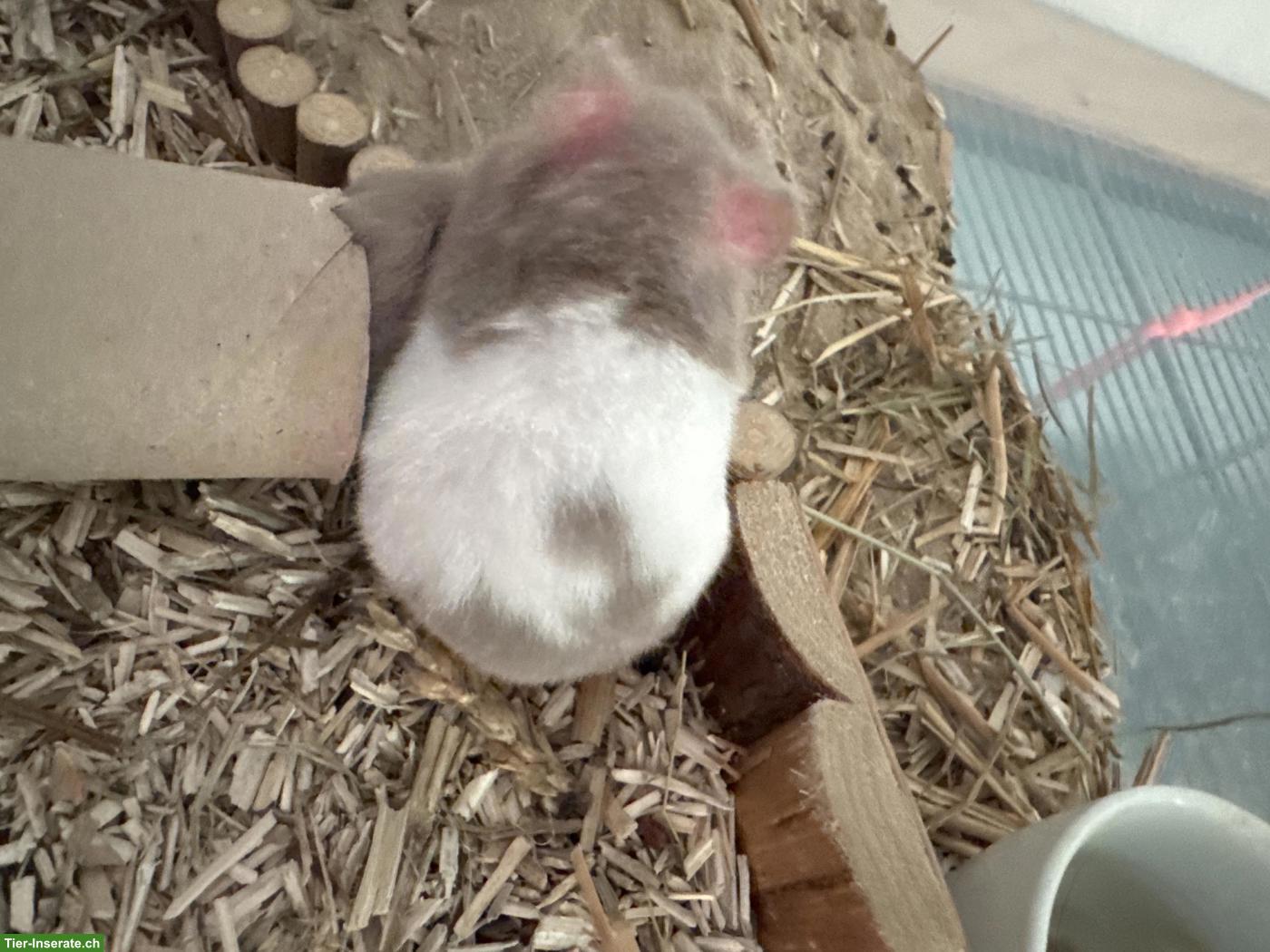 Bild 3: Teddyhamster Jungtiere ab Juni abzugeben