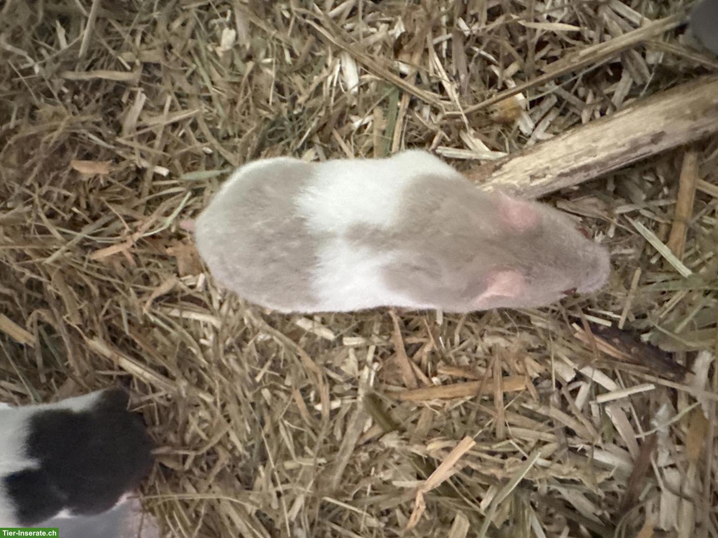 Bild 4: Teddyhamster Jungtiere ab Juni abzugeben