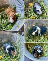 Junge Meerschweinchen (männlich) zu verkaufen