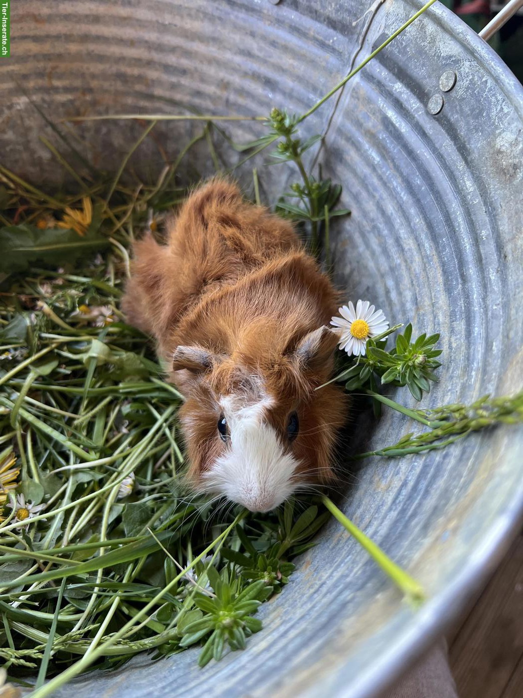 Bild 2: Junge Meerschweinchen (männlich) zu verkaufen