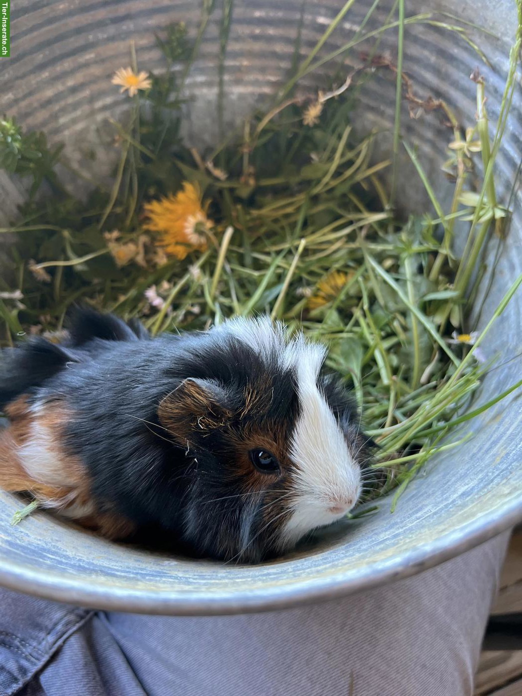 Bild 3: Junge Meerschweinchen (männlich) zu verkaufen